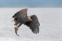 Seeadler mit Fisch startend