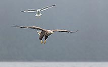 Seeadler und Moewe i Flug