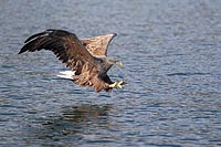 Seeadler vor dem Zugriff