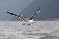 Heringsmoewe u Romsdalfjord