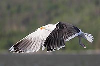 Mantelmoewe i Flug Seitenans