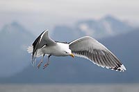 Mantelmoewe v Romsdalalpen