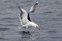 Mantelmoewe verspeist Fisch