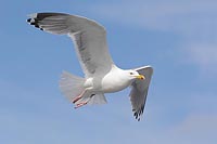 Silbermoewe a blauen Himmel