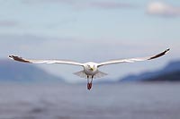 Silbermoewe frontal ue d Fjord