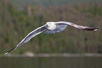 Silbermoewe im Flug von vorn