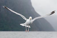 Silbermoewe frontal Ruettelflu