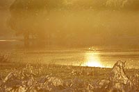 Elbe im goldenen Abendlicht