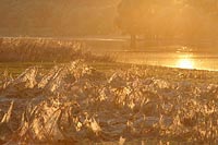 Elbe nach Hochwasser Abendlich