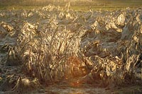 Elbeniederung getrocknete Fade