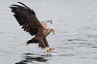 Seeadler toten Fisch greifend