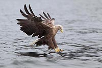Seeadler unmittelbar v Zugriff