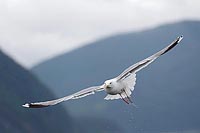 Silbermoewe im Flug diagonal