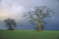 Eichen mit Gewitterhimmel