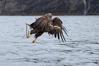 Seeadler Fisch im Fang haltend