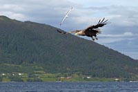 Seeadler in Fjord fliegend