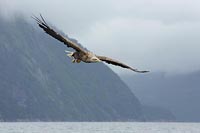 Seeadler ueber Fjord im Flug
