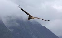 Seeadler v Hang mit Wolken