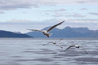 Silbermoewen anfliegende Fjord