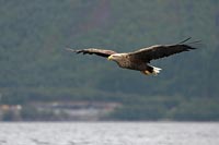 Seeadler vor Waldhang