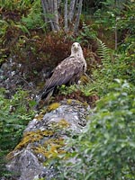 Seeadler in Felsfand HF