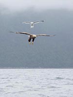 Seeadler mit Sturmmoewe HF