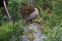 Seeadler sitzend seitl blicken