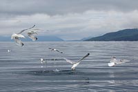 Silbermoewen Nahrung suchend