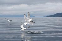 Silbermoewen wollen toten Fisc