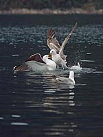 Mantelmoewe Schnabel festhalte