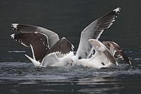 Mantelmoewe Unterwaser Streit