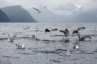 Moewen Fisch stehlend