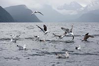 Moewen um Fisch streitend