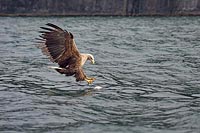 Seeadler will Fisch greifen