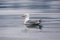 Silbermoewe auf Gewaesser