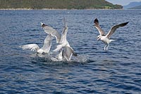 Silbermoewen streitend