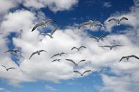 Grossmoewen blauer Wolkenhimme