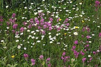 Margeriten Seifenkraut Wegrand