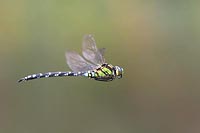 Blaugruene Mosaikjungfer v Veg