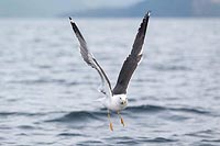 Heringsmoewe auffliegend Fjord