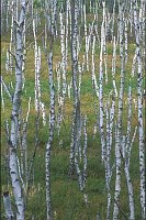 Birkenstaemme Mueritz grafisch