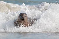Kegelrobbe in der Gischt