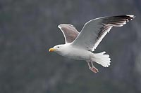 Mantelmoewe vor Felshang