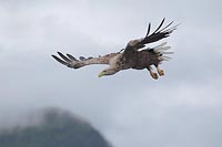 Seeadler im Sinkflug Wolken