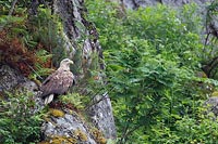Seeadler in Felswand sitzend
