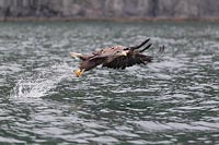 Seeadler m gefangenem Fisch