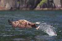 Seeadler nimmt Fisch auf