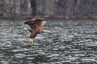 Seeadler v Felswand fliegend