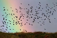 Staren Schwarm m Regenbog