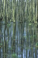 Erlenbruch mit Spiegelbild